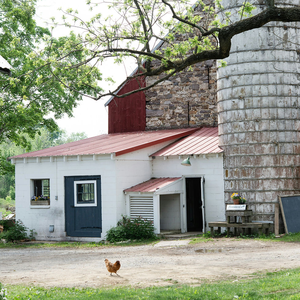 Farmyard with a red-roofed barn, stone wall, and silo. A chicken walks on dirt. Green trees and grass create a peaceful rural setting.