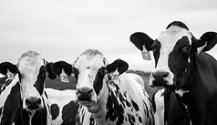 Food21 Completes Southwest PA Dairy Hub Feasibility Study