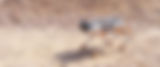 pies-blur.jpg