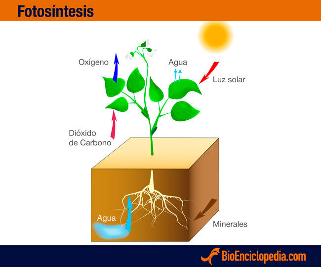 Fotosíntesis
