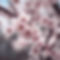 This is an image of spring flowers.