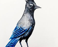 Serie Pájaros