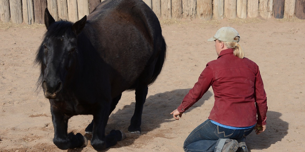 Out of the Box Horsemanship Clinic
