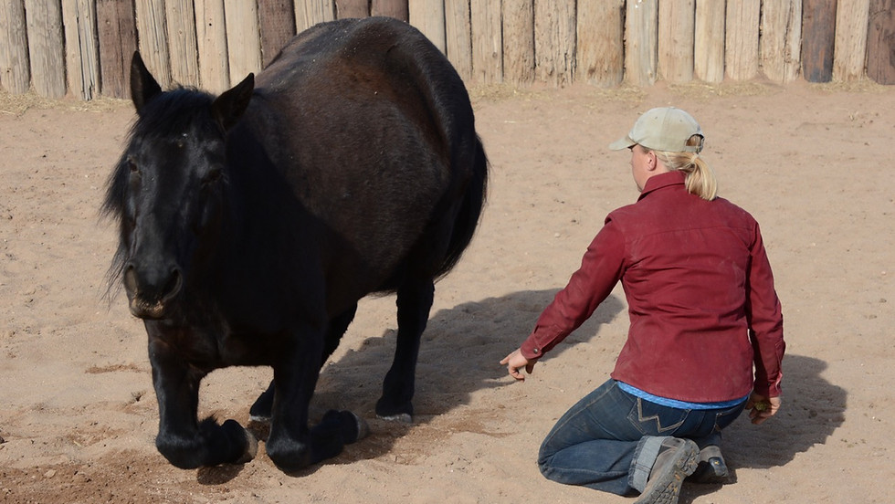 Out of the Box Horsemanship Clinic