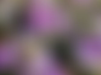 Frühling - Zeit des Wachsens