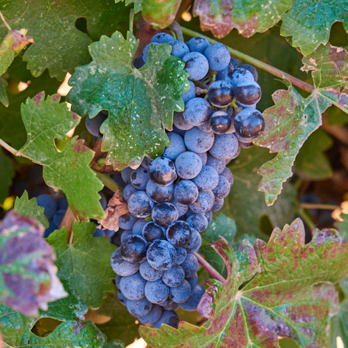 Cabernet Franc