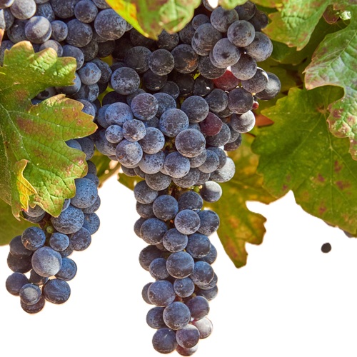Merlot
