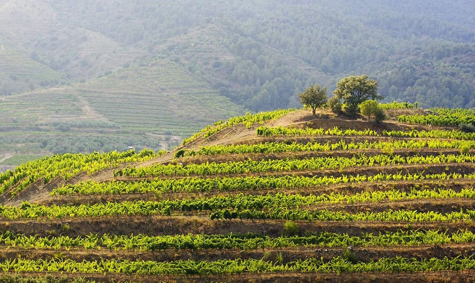 Vineyards