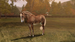 Haflinger Template