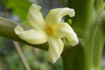 木瓜花