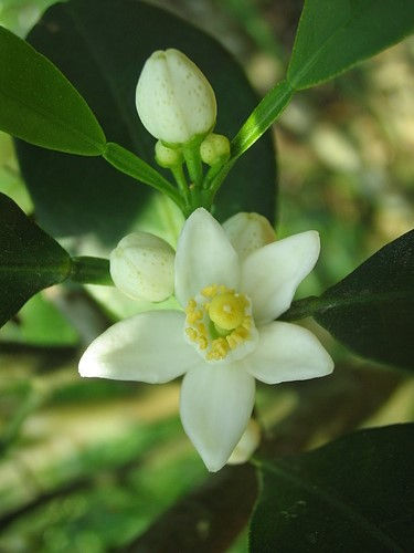 椪柑花