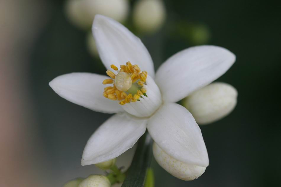 茂谷柑花
