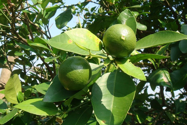 檸檬樹