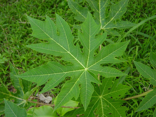 木瓜葉