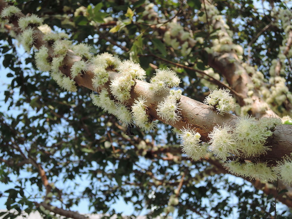 樹葡萄開花