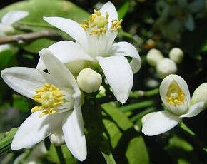 臍柑花