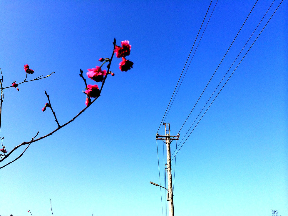 櫻花6
