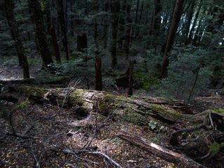 Into the wild - St. Arnaud to Havelock