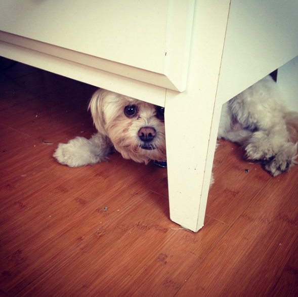 Dog Fear Fireworks