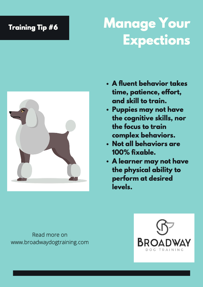 Top Dog Training Tips