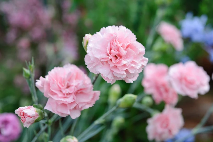 Dianthus Gardeners World.webp