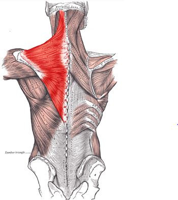 muscles targeted during rowing exercises