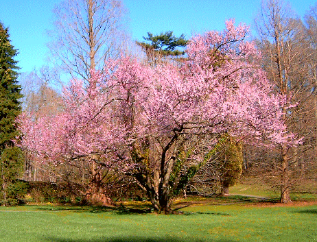 club tree.gif