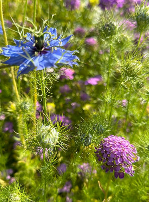 Pollinator flowers