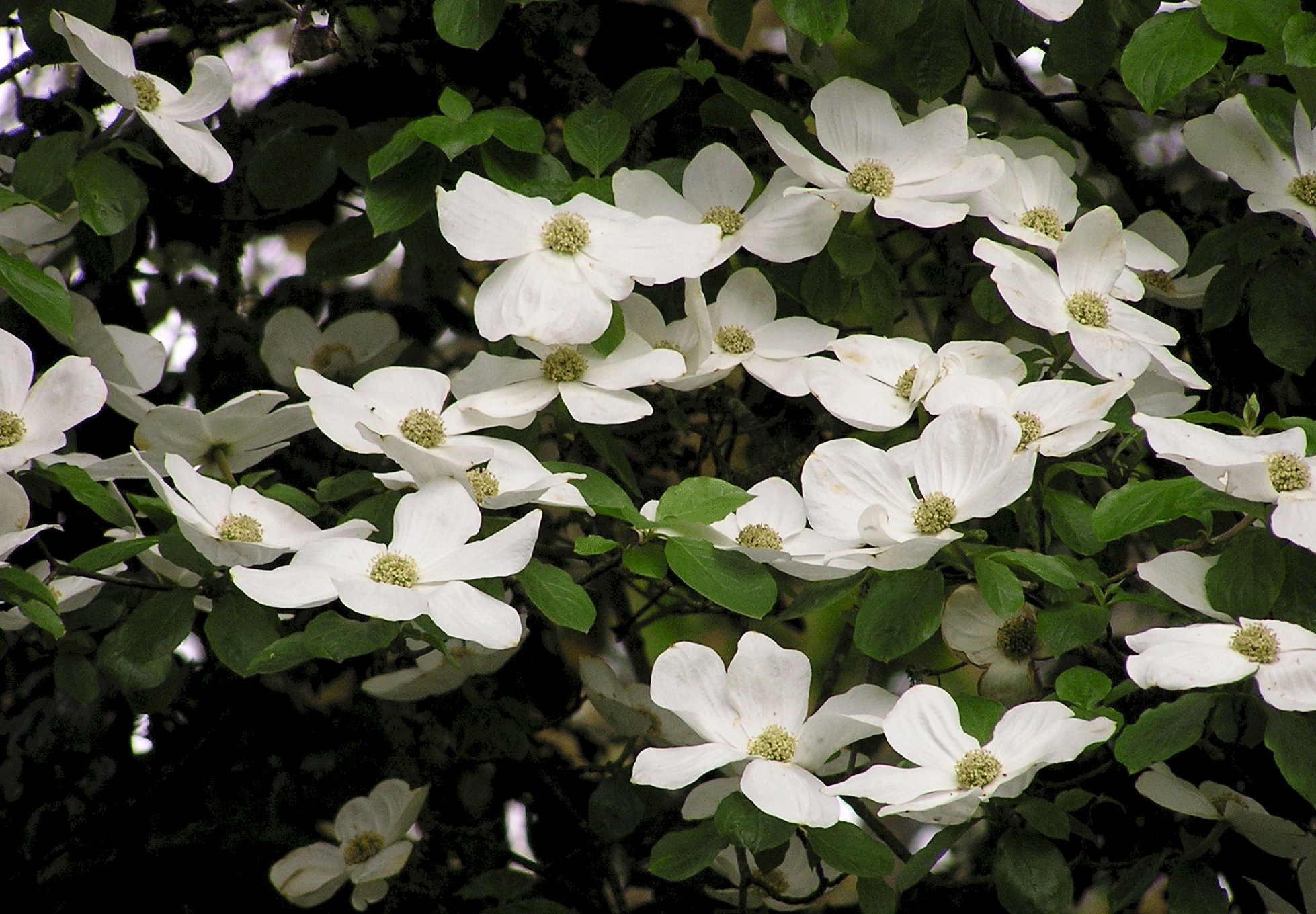 dogwood picture