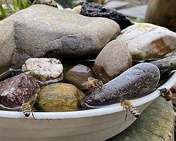 bee-water-feeder-in-a-bowl.jpg