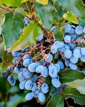 Oregon+Grape.jpg