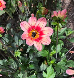 orchid dahlia pic
