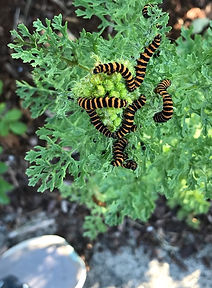 Moth larva