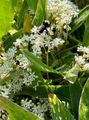flowerbee.jpg