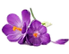 Picture1.png