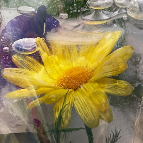 A photograph of a flower by photographer Krista Cheney