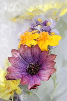 Cheney, Krista 6.jpg