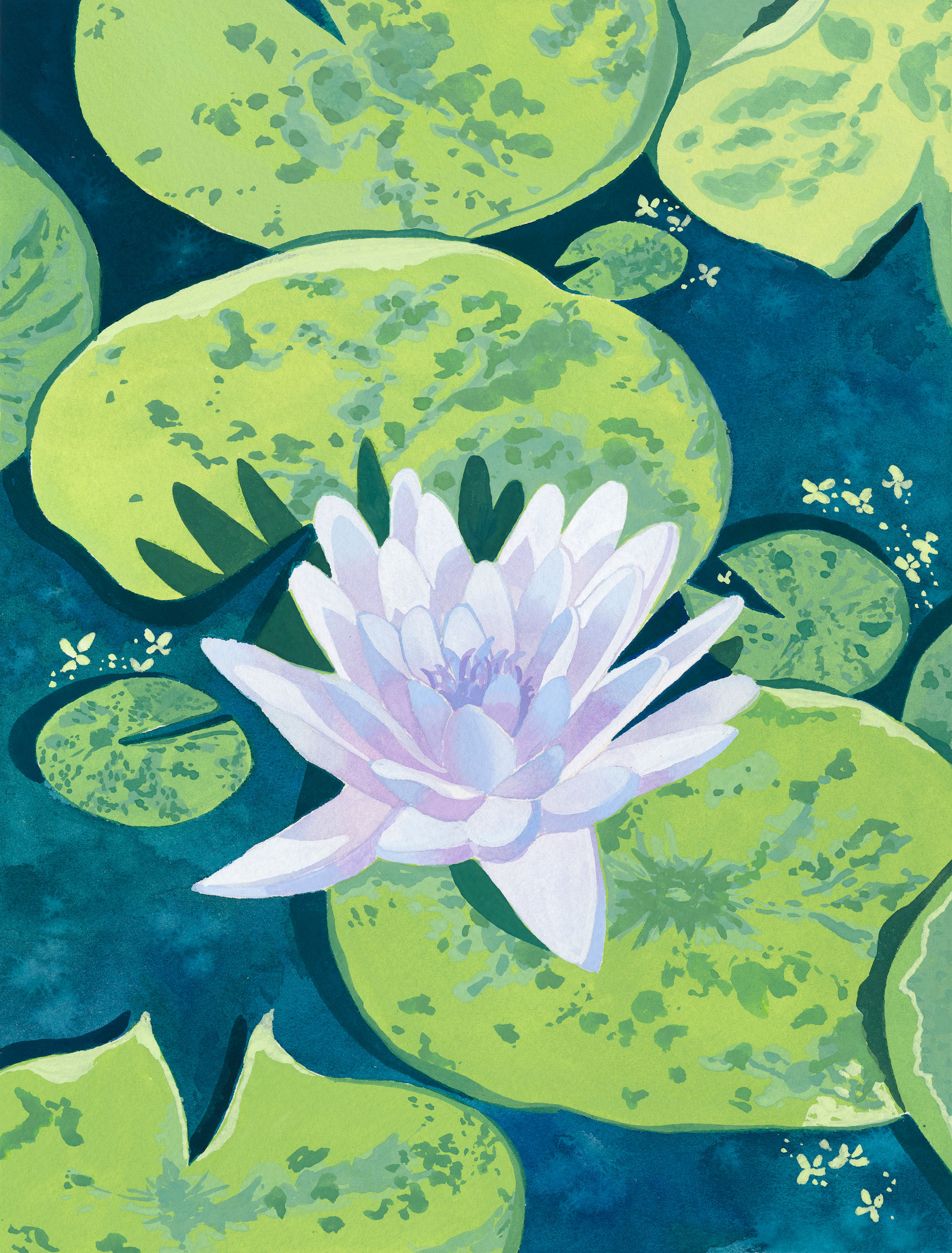 Water Lily #2 Print