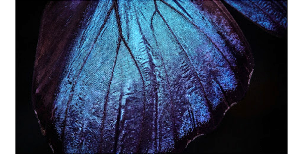 blue-butterfly-wing.png