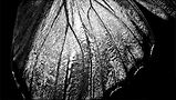 butterfly-wing-bw.jpg