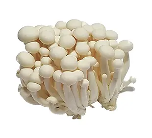 cogumelo-shimeji-branco_1024x.webp