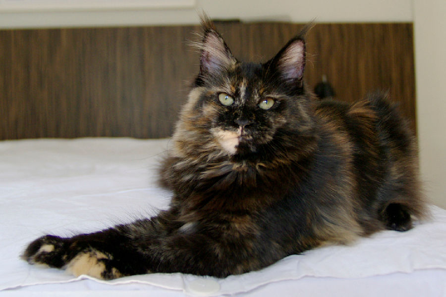 BR* Triunfo Brooklyn Affair