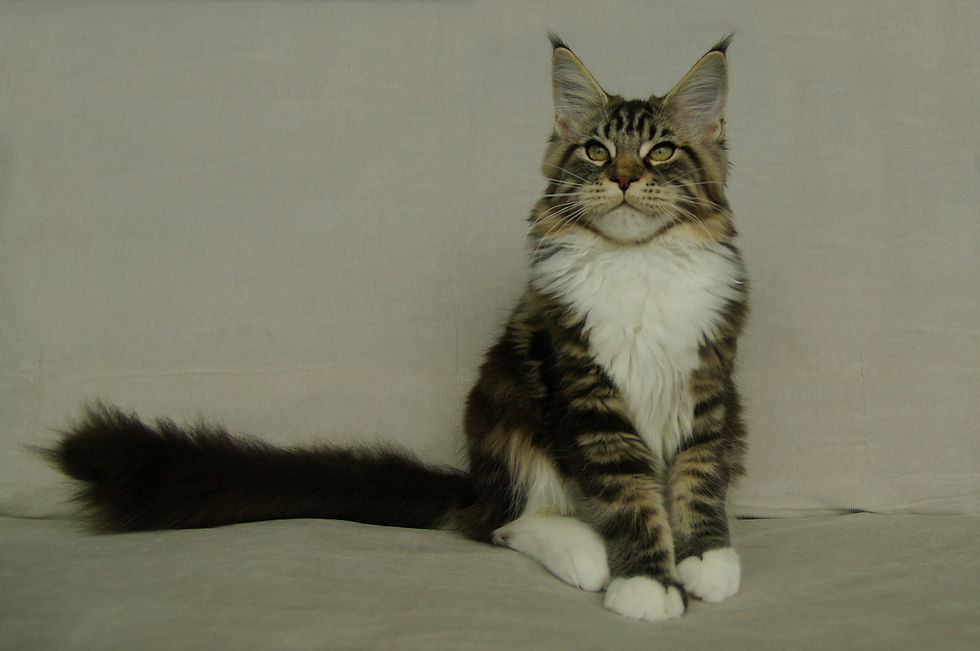 BR* Triunfo Kat Von D