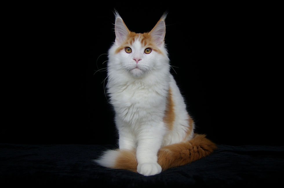 BR* Trinfo Kenny McCormick