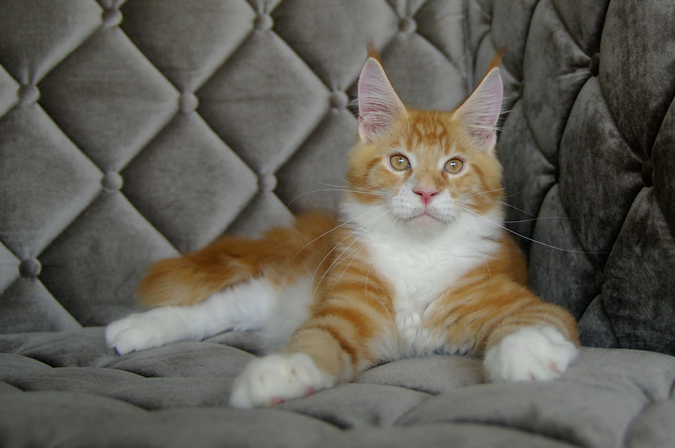 BR* Triunfo Prince Albert