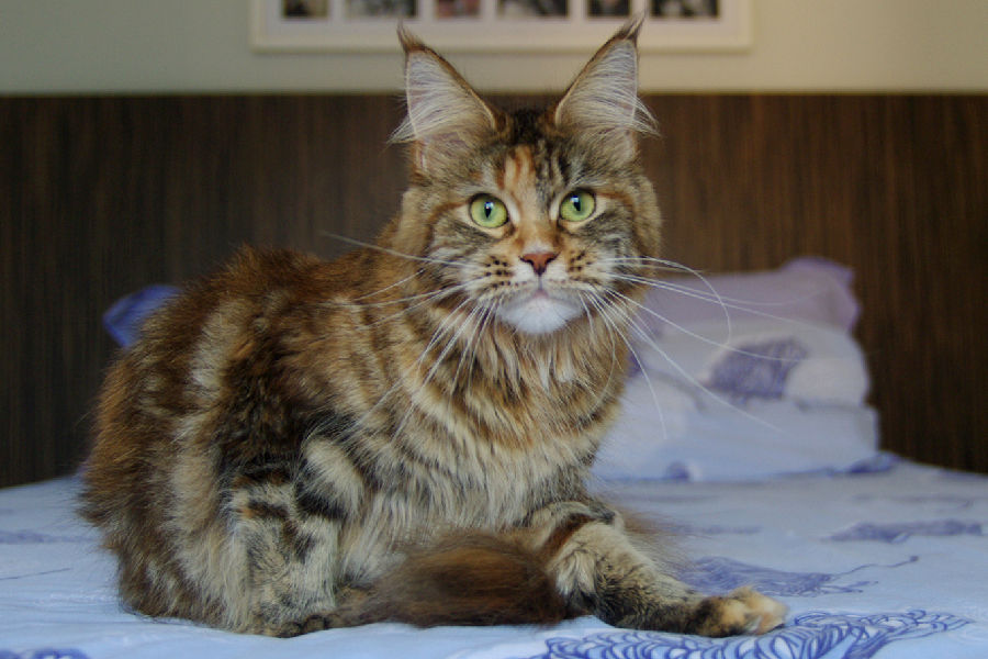 BR* Triunfo Tigerlily