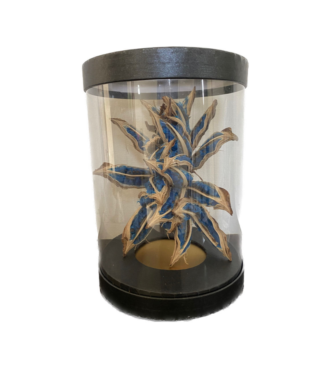 Sapphire Majesty: Exotic Blue Plant Collection