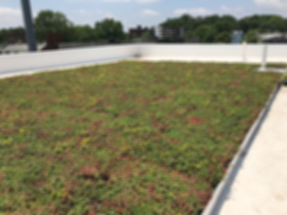 Hamlin-Building-green-roof-2_edited.jpg