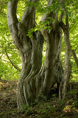 vertical-shot-old-tree-trunk-surrounded-by-green-leaves-daylight.jpg