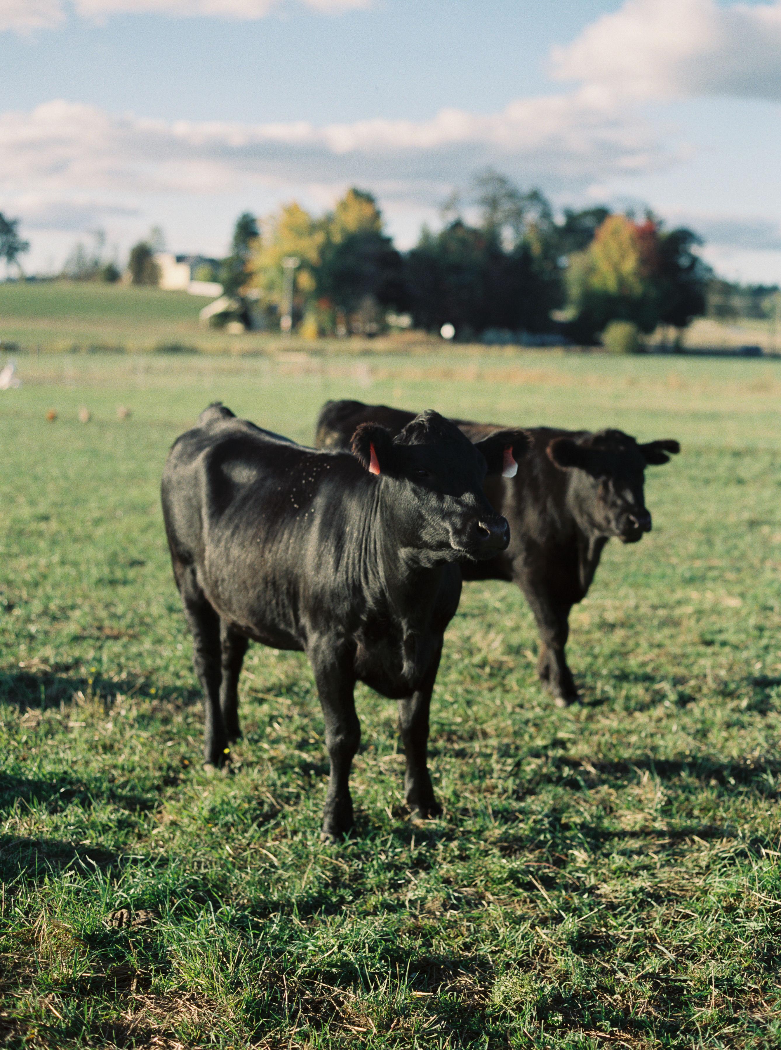 HALF Share Pastured Beef (Deposit) | $6.45/lb
